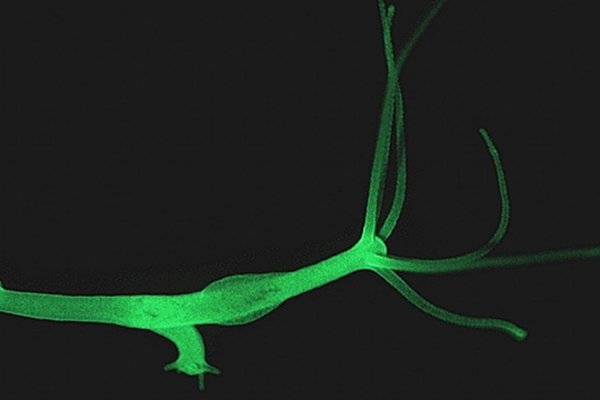Kraken ссылка зеркало официальный